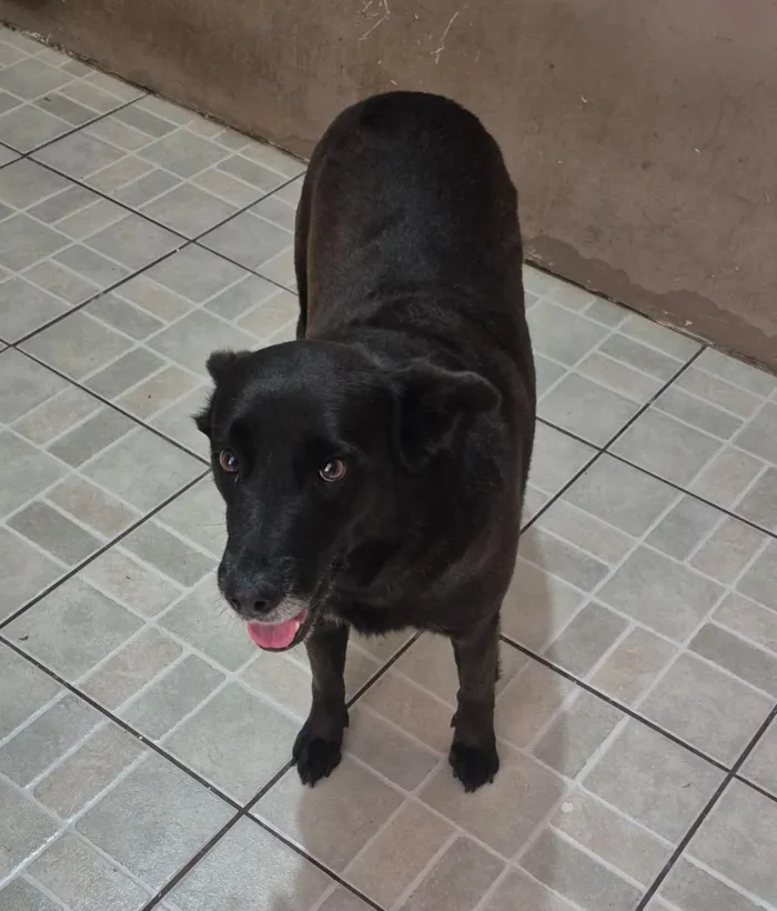 Cachorro raça SRD-ViraLata idade 6 ou mais anos nome Mel