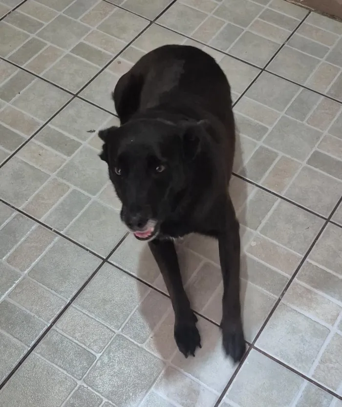 Cachorro raça SRD-ViraLata idade 6 ou mais anos nome Mel