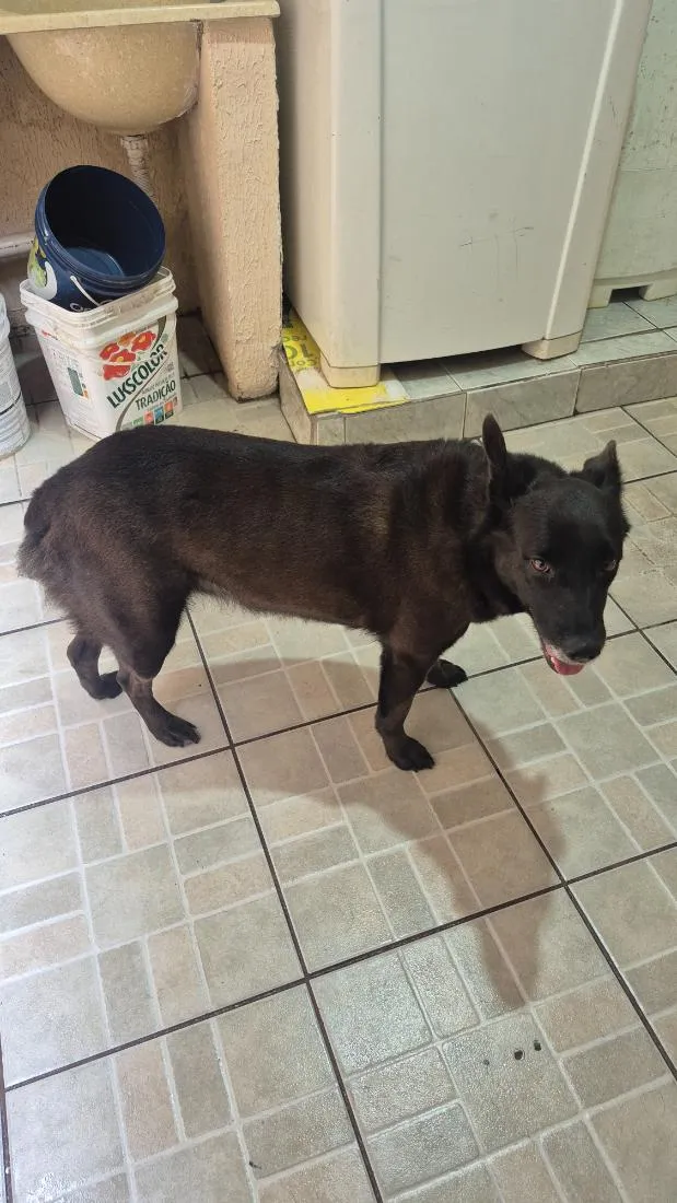 Cachorro raça SRD-ViraLata idade 6 ou mais anos nome Mel