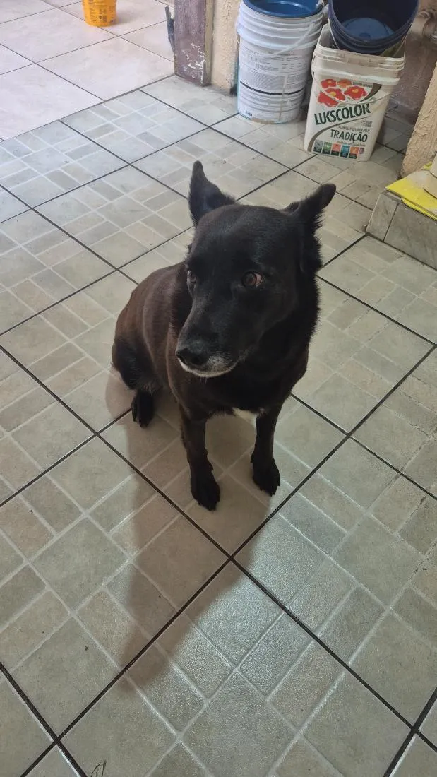 Cachorro raça SRD-ViraLata idade 6 ou mais anos nome Mel