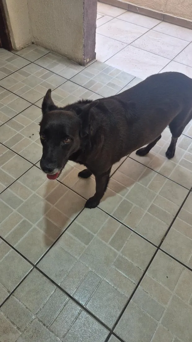 Cachorro raça SRD-ViraLata idade 6 ou mais anos nome Mel