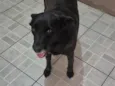Mel