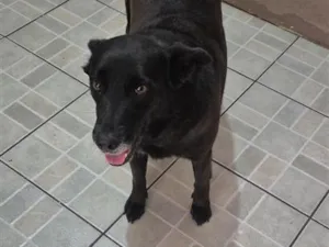 Cachorro raça SRD-ViraLata idade 6 ou mais anos nome Mel