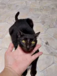 estela