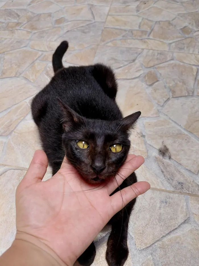 Gato raça SRD-ViraLata idade 1 ano nome estela
