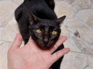 Gato raça SRD-ViraLata idade 1 ano nome estela