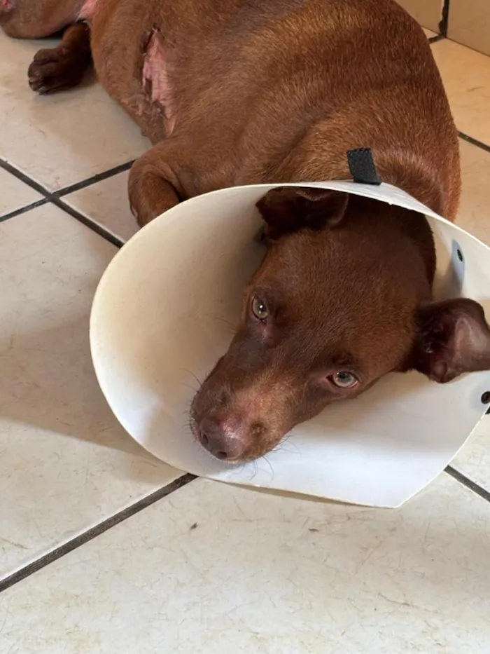 Cachorro raça SRD-ViraLata idade 3 anos nome belinha 