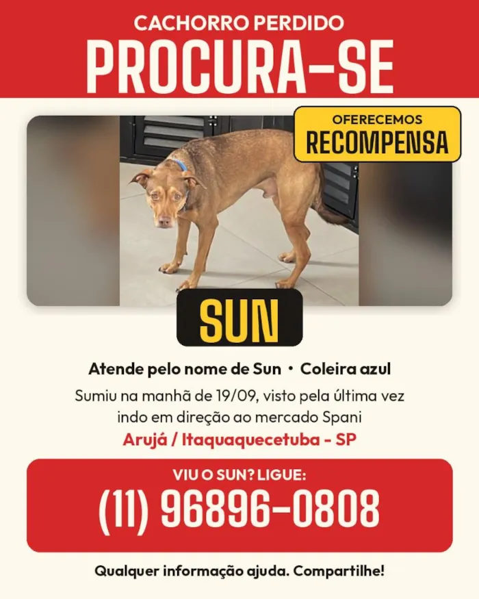 Cachorro raça SRD-ViraLata idade 3 anos nome Sun