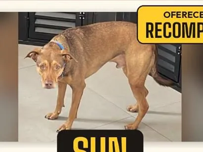 Cachorro raça SRD-ViraLata idade 3 anos nome Sun