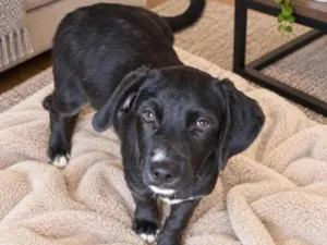 Cachorro raça SRD-ViraLata idade 2 a 6 meses nome Oscar
