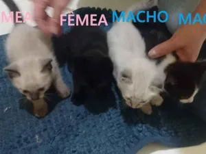 Gato raça Siamês idade Abaixo de 2 meses nome Sem nomes