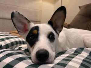 Cachorro raça SRD-ViraLata idade 7 a 11 meses nome Luffy
