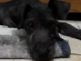 Nala