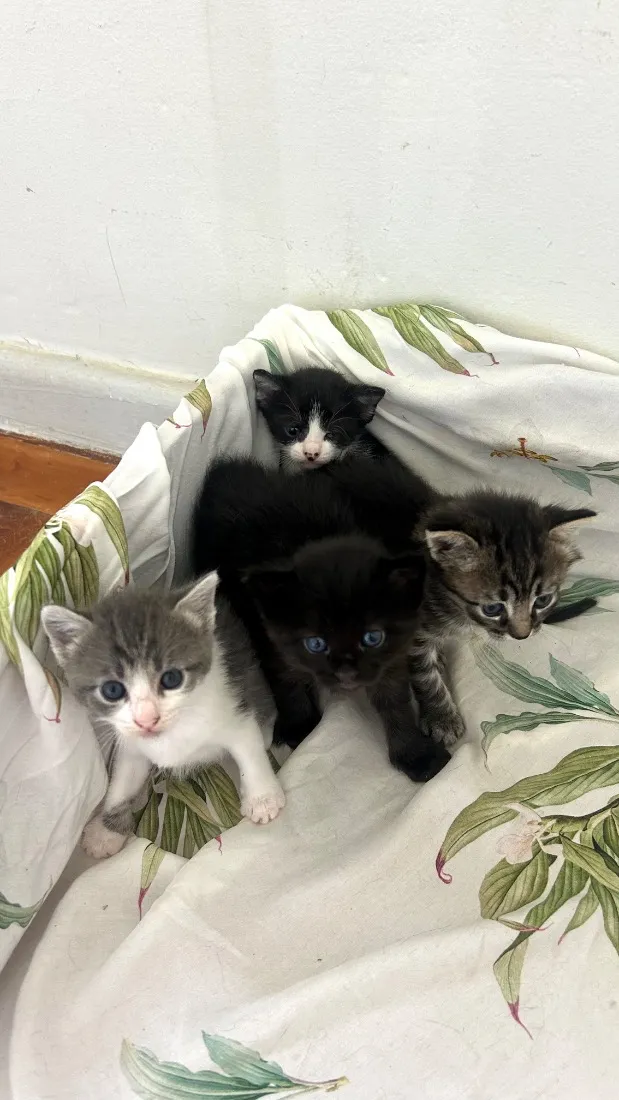 Gato raça SRD-ViraLata idade Abaixo de 2 meses nome filhotes 