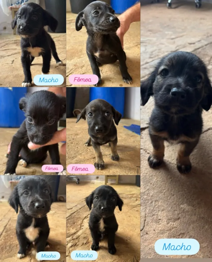 Cachorro raça SRD-ViraLata idade Abaixo de 2 meses nome Filhotes