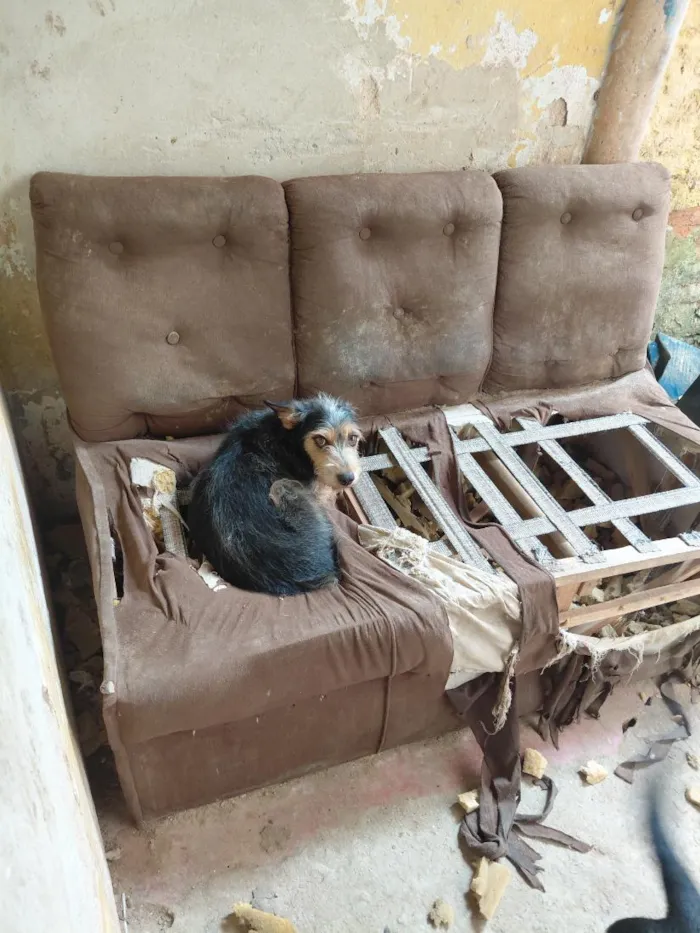 Cachorro raça SRD-ViraLata idade 3 anos nome Bob