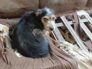 Cachorro raça SRD-ViraLata idade 3 anos nome Bob