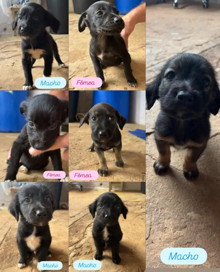 Cachorro raça SRD-ViraLata idade Abaixo de 2 meses nome filhotes