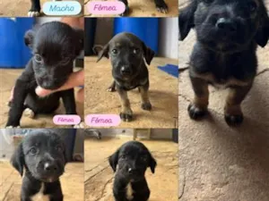 Cachorro raça SRD-ViraLata idade Abaixo de 2 meses nome filhotes