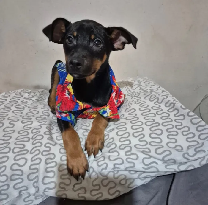 Cachorro raça SRD-ViraLata idade 2 a 6 meses nome Sushi.