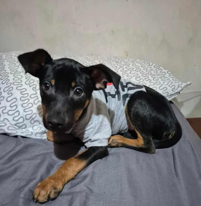 Cachorro raça SRD-ViraLata idade 2 a 6 meses nome Sushi.