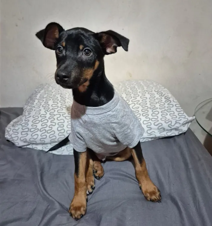 Cachorro raça SRD-ViraLata idade 2 a 6 meses nome Sushi.