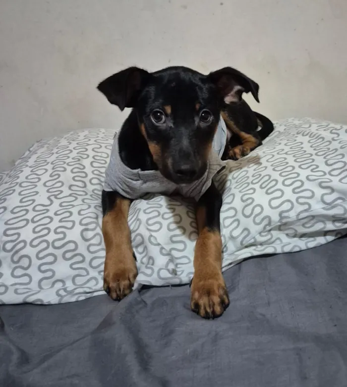 Cachorro raça SRD-ViraLata idade 2 a 6 meses nome Sushi.