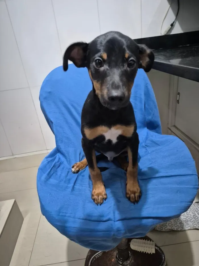 Cachorro raça SRD-ViraLata idade 2 a 6 meses nome Sushi.
