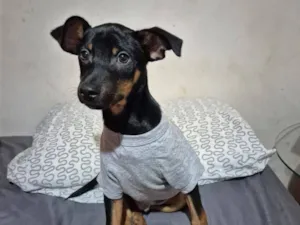 Cachorro raça SRD-ViraLata idade 2 a 6 meses nome Sushi.