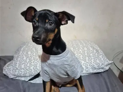 Cachorro raça SRD-ViraLata idade 2 a 6 meses nome Sushi.