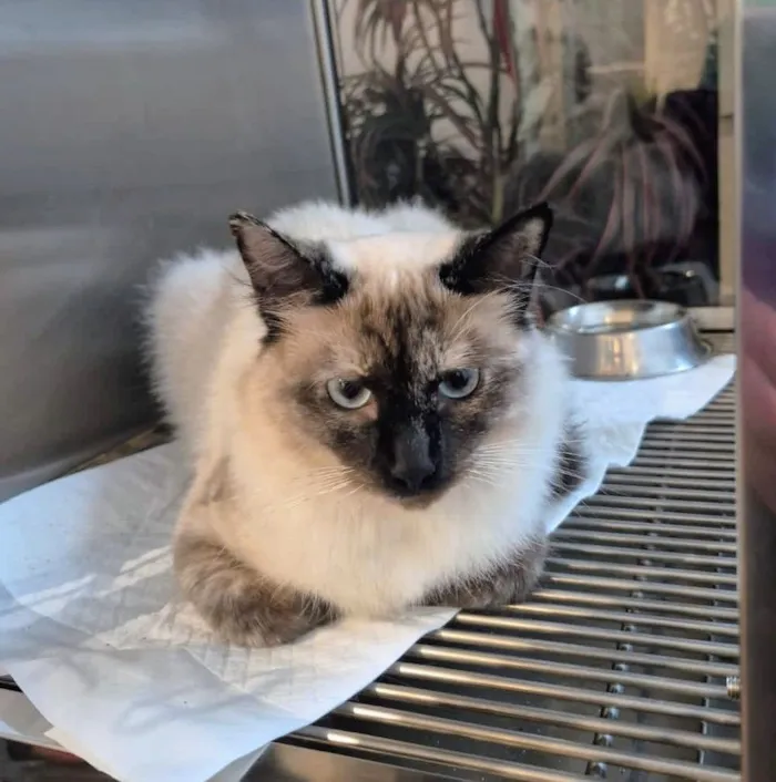 Gato raça SRD-ViraLata idade 7 a 11 meses nome Pérola 