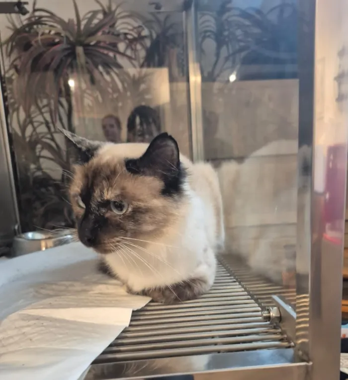 Gato raça SRD-ViraLata idade 7 a 11 meses nome Pérola 
