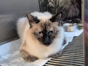 Gato raça SRD-ViraLata idade 7 a 11 meses nome Pérola 