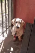 Caramelo 