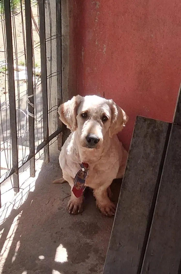 Cachorro raça Poodle idade 3 anos nome Caramelo 