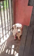 Caramelo 