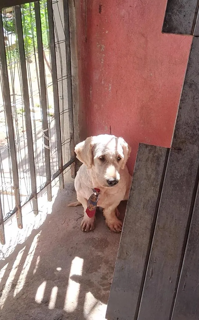 Cachorro raça Poodle idade 3 anos nome Caramelo 