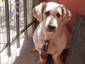 Cachorro raça Poodle idade 3 anos nome Caramelo 