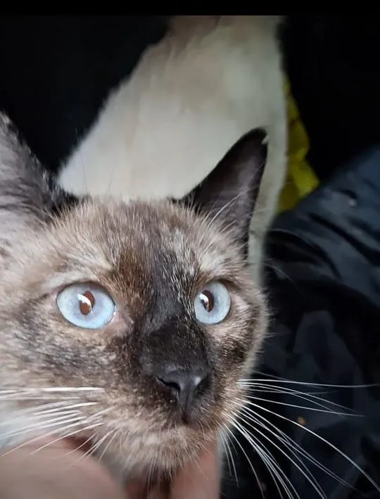 Gato raça SRD-ViraLata idade 7 a 11 meses nome Pérola 