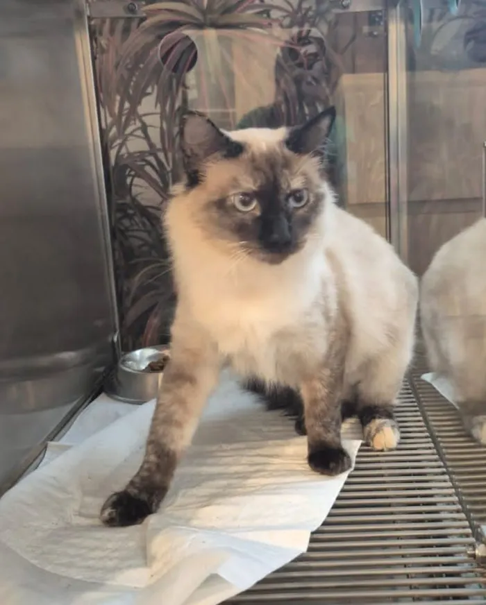 Gato raça SRD-ViraLata idade 7 a 11 meses nome Pérola 