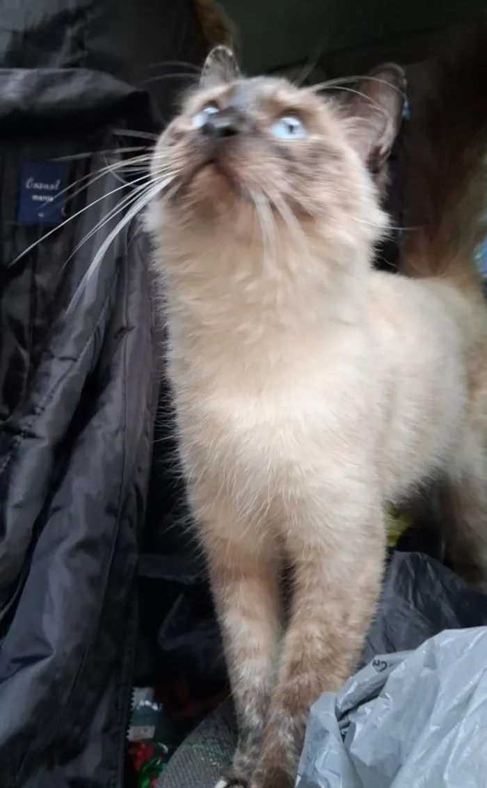 Gato raça SRD-ViraLata idade 7 a 11 meses nome Pérola 