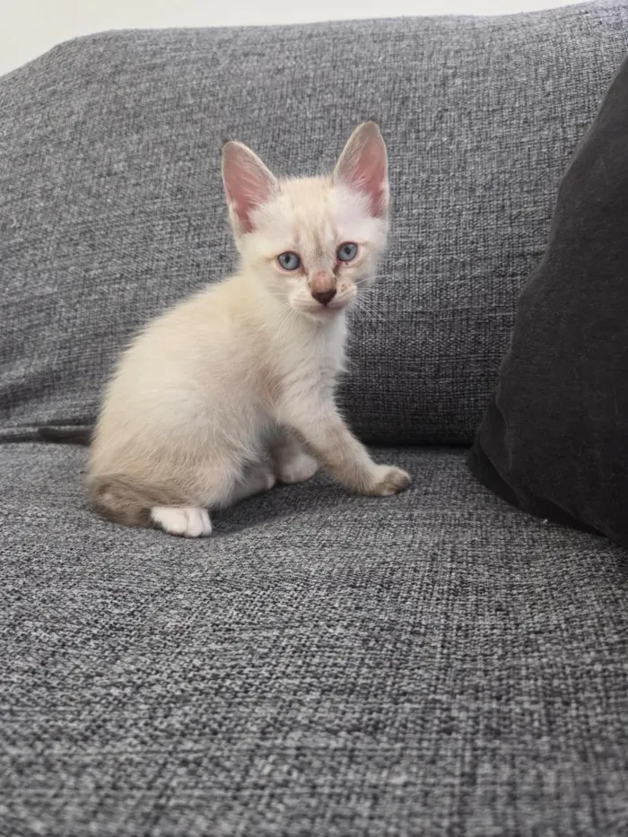 Gato raça SRD-ViraLata idade Abaixo de 2 meses nome Ainda não escolhido