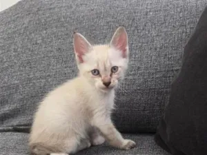 Gato raça SRD-ViraLata idade Abaixo de 2 meses nome Ainda não escolhido