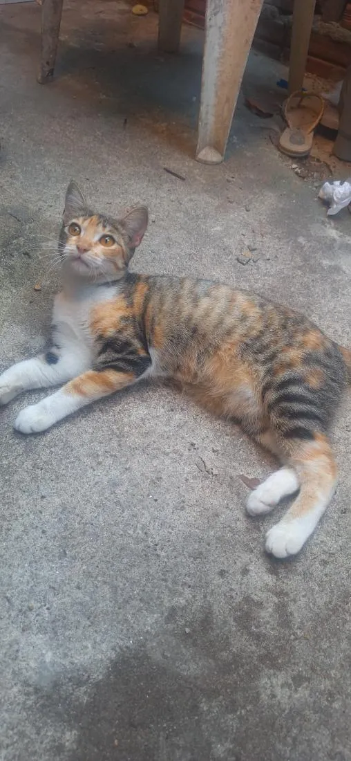 Gato raça SRD-ViraLata idade 2 a 6 meses nome Granola