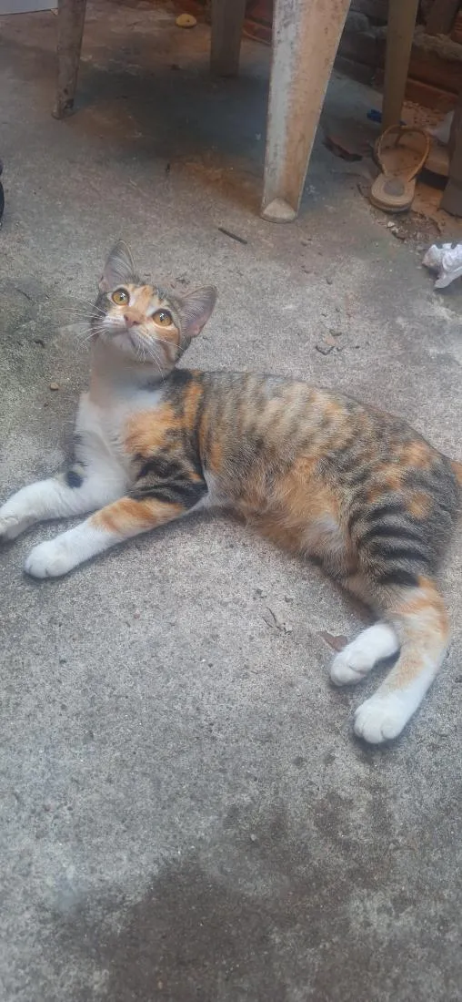 Gato raça SRD-ViraLata idade 2 a 6 meses nome Granola