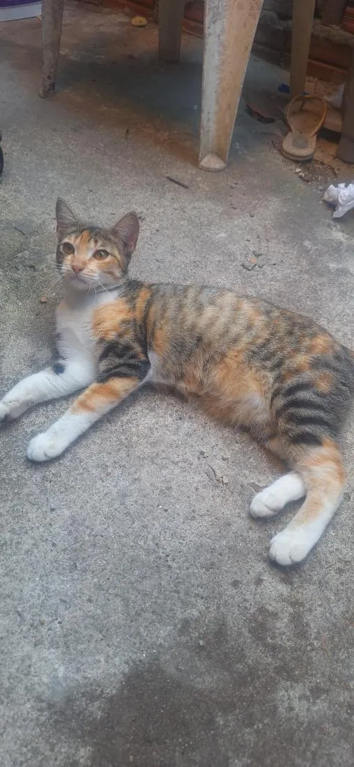Gato raça SRD-ViraLata idade 2 a 6 meses nome Granola
