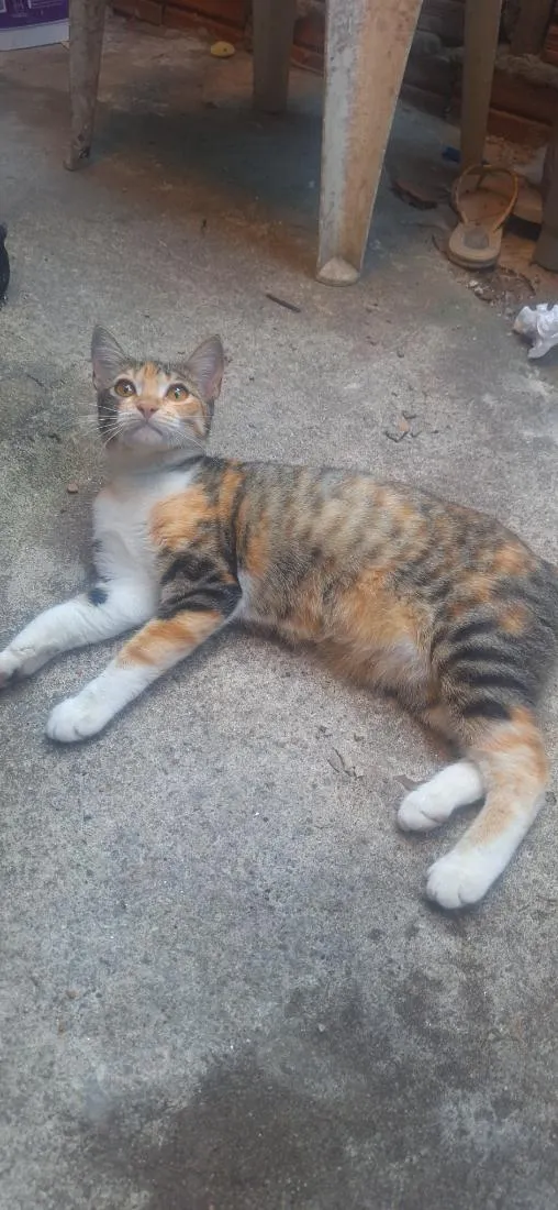 Gato raça SRD-ViraLata idade 2 a 6 meses nome Granola