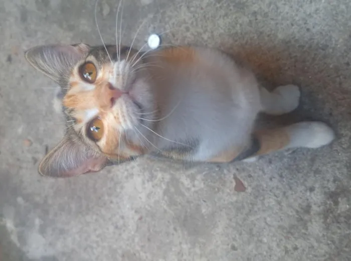 Gato raça SRD-ViraLata idade 2 a 6 meses nome Granola