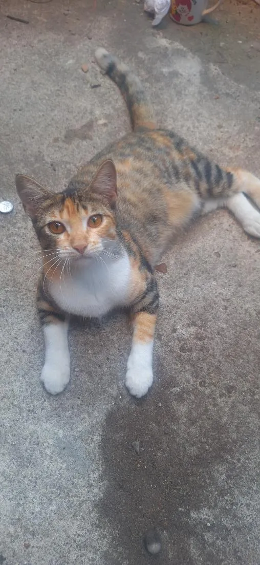 Gato raça SRD-ViraLata idade 2 a 6 meses nome Granola