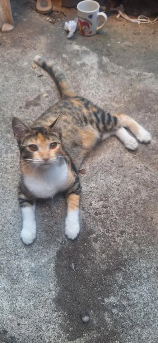 Gato raça SRD-ViraLata idade 2 a 6 meses nome Granola